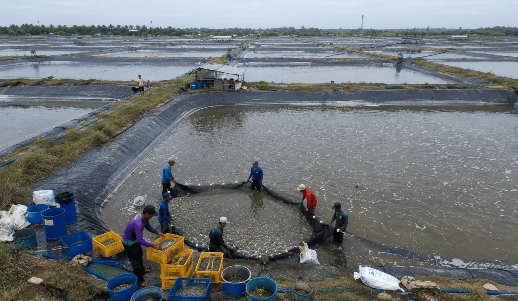 Jual Geomembrane HDPE dan Jasa Pemasangan di Banyuwangi untuk Tambak Udang dan Embung